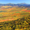 View of trees in fall