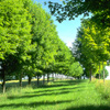 Bright park